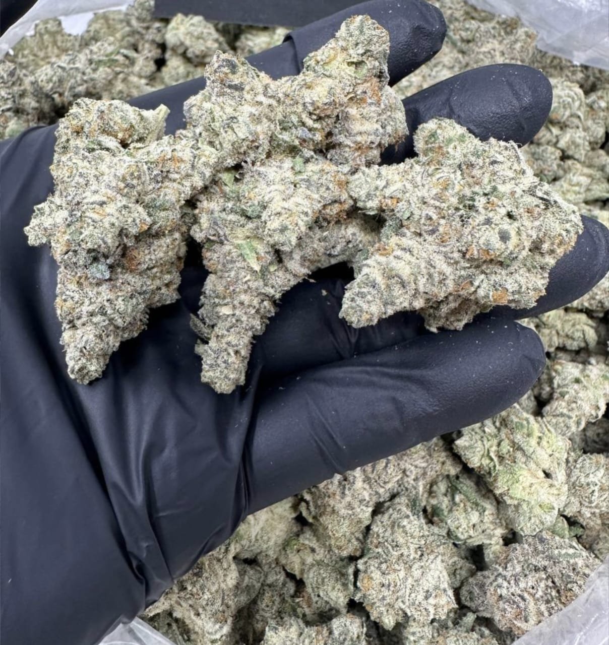 import placeholder for 16454 import placeholder for 16454