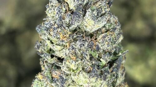 import placeholder for 16384 import placeholder for 16384