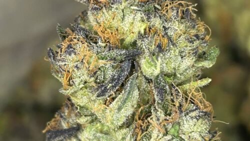 import placeholder for 16435 import placeholder for 16435