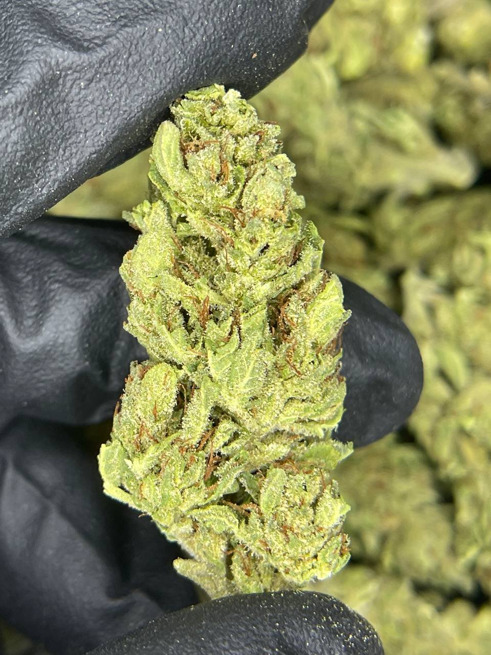 import placeholder for 16443 import placeholder for 16443