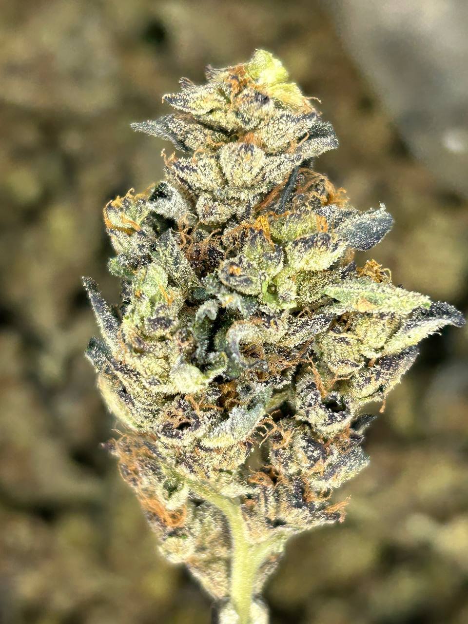 import placeholder for 16418 import placeholder for 16418