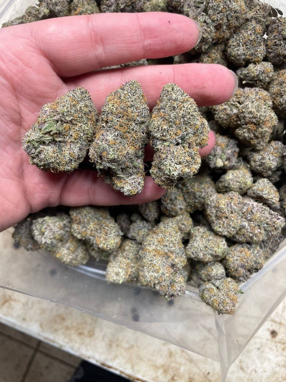 import placeholder for 16439 import placeholder for 16439